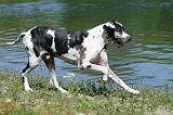 DOGUE ALLEMAND 065